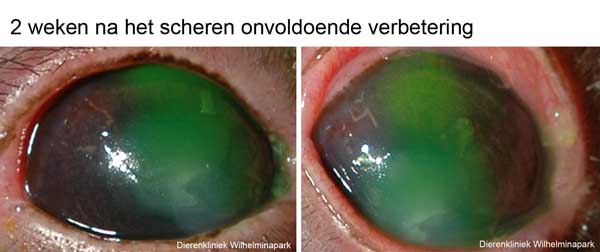 Een konijn met een witting op de cornea onvoldoende genezing, Dierenkliniek Wilhelminapark, Utrecht